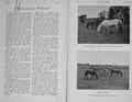 Original Old Antique Print 1899 New Forest Ponies Horses Wildwood Photograph