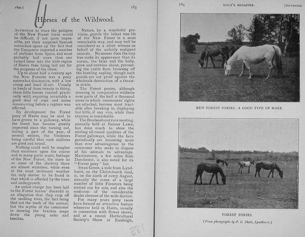 Original Old Antique Print 1899 New Forest Ponies Horses Wildwood Photograph