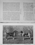 Original Old Antique Print 1899 Champion Foxhounds Dogs Peterborough Hunting