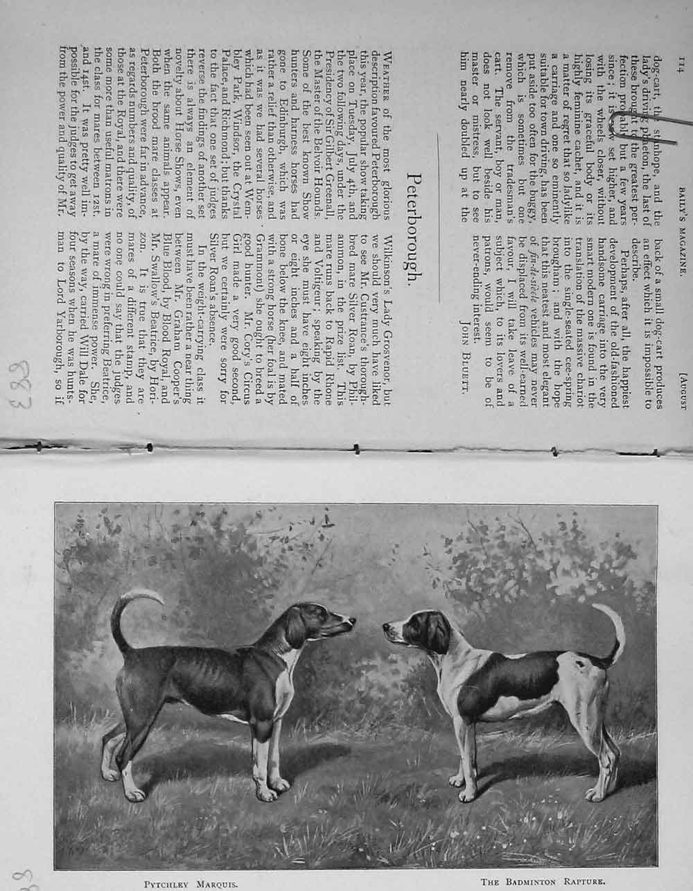 Original Old Antique Print 1899 Champion Foxhounds Dogs Peterborough Hunting