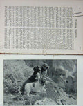 Original Old Antique Print 1899 Photograph Working Spaniels Dogs Hunting 19th