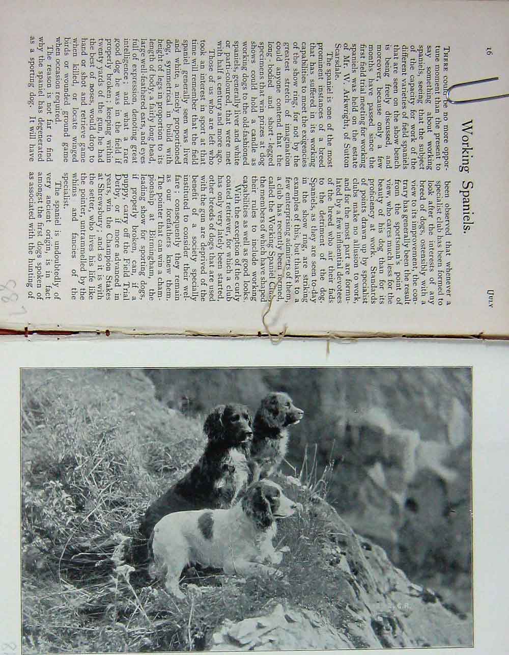 Original Old Antique Print 1899 Photograph Working Spaniels Dogs Hunting 19th