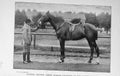 Original Old Antique Print 1900 Hunter Gelding Canon Arthur Dublin Show Horse
