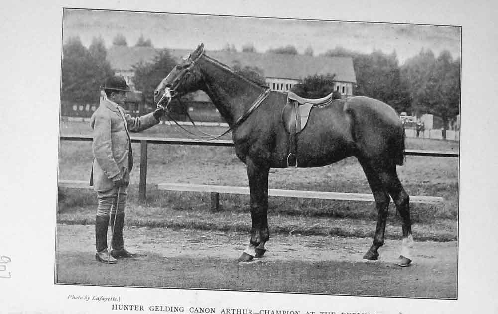 Original Old Antique Print 1900 Hunter Gelding Canon Arthur Dublin Show Horse