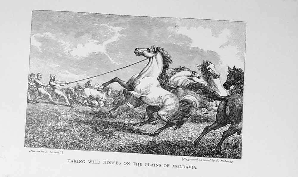 Original Old Antique Print 1900 Wild Horses Plains Mavia Baily'S 20th