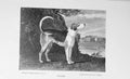 Original Old Antique Print 1900 Portrait Trojan Hunting Dog Baily'S Victorian