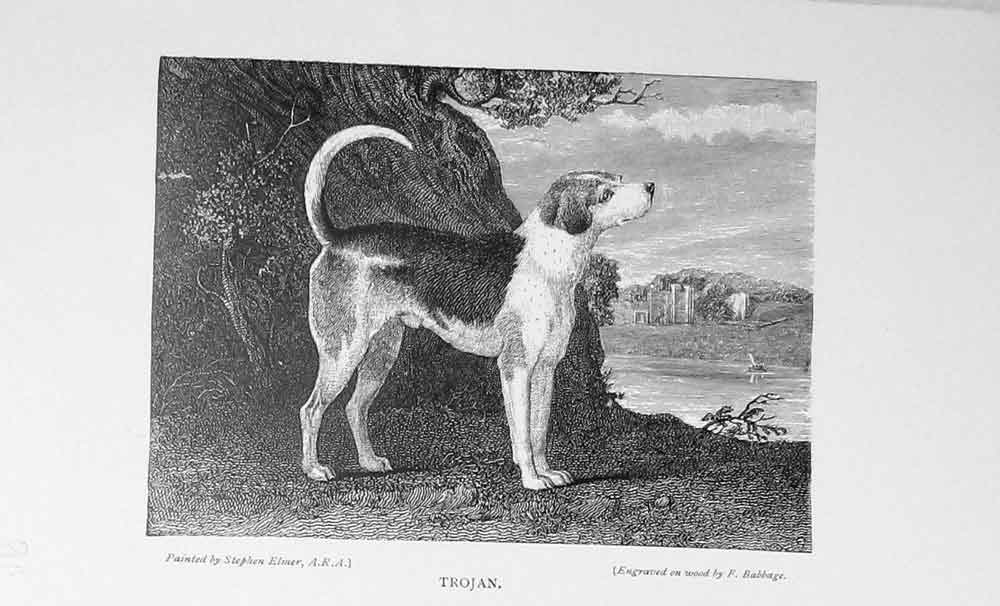 Original Old Antique Print 1900 Portrait Trojan Hunting Dog Baily'S Victorian