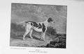Original Old Antique Print 1900 Portrait Betsy Dog Hunting John Warde Victorian