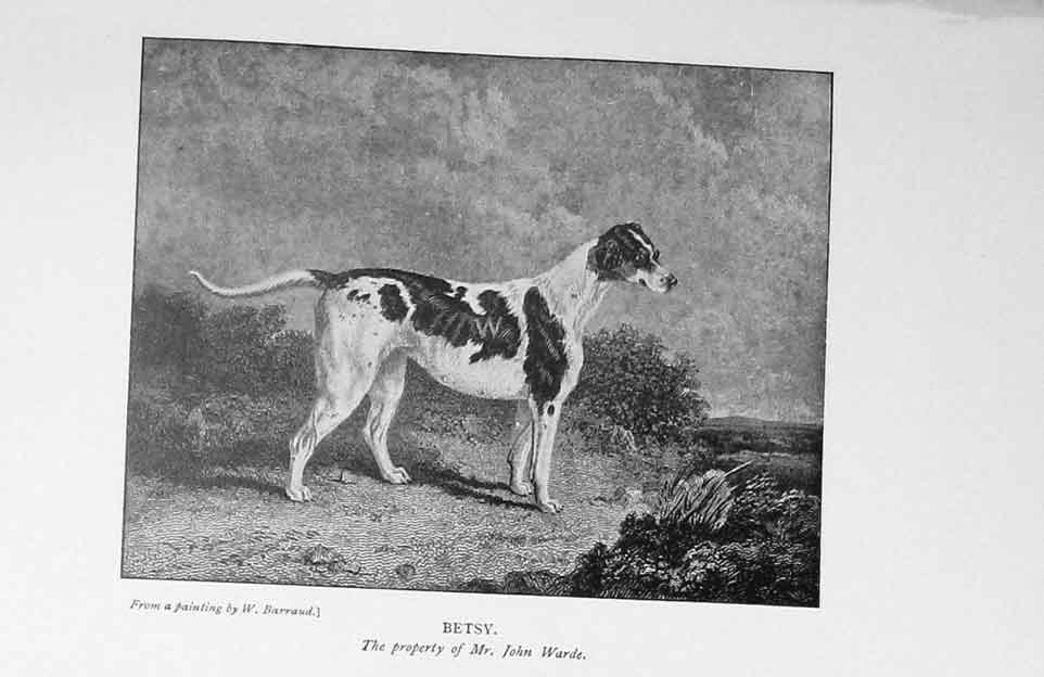 Original Old Antique Print 1900 Portrait Betsy Dog Hunting John Warde Victorian