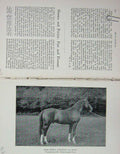 Original Old Antique Print 1900 Portrait Arab Horse Mesaoud Wilfred Blunt 20th