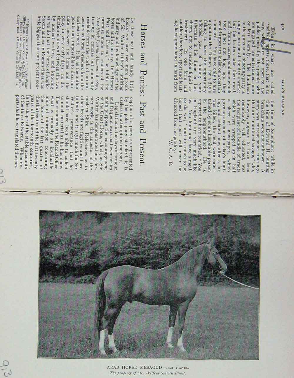 Original Old Antique Print 1900 Portrait Arab Horse Mesaoud Wilfred Blunt 20th