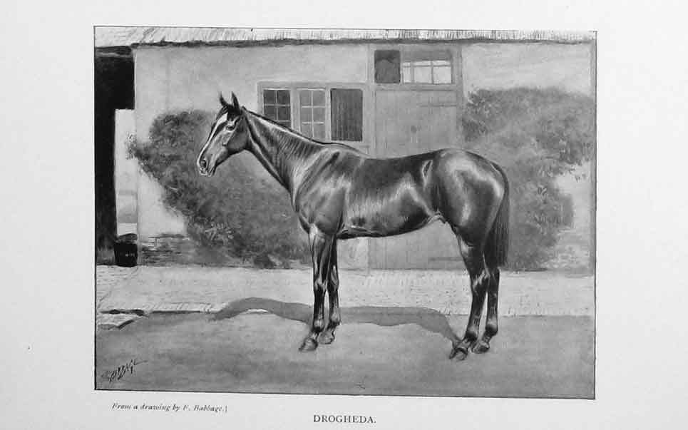 Original Old Antique Print 1900 Portrait Drogheda Horse Sport Baily'S Victorian