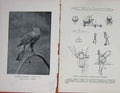 Old Antique Print 1900 Photograph Trained Goshawk Gaiety Gal Bird Nature 20th