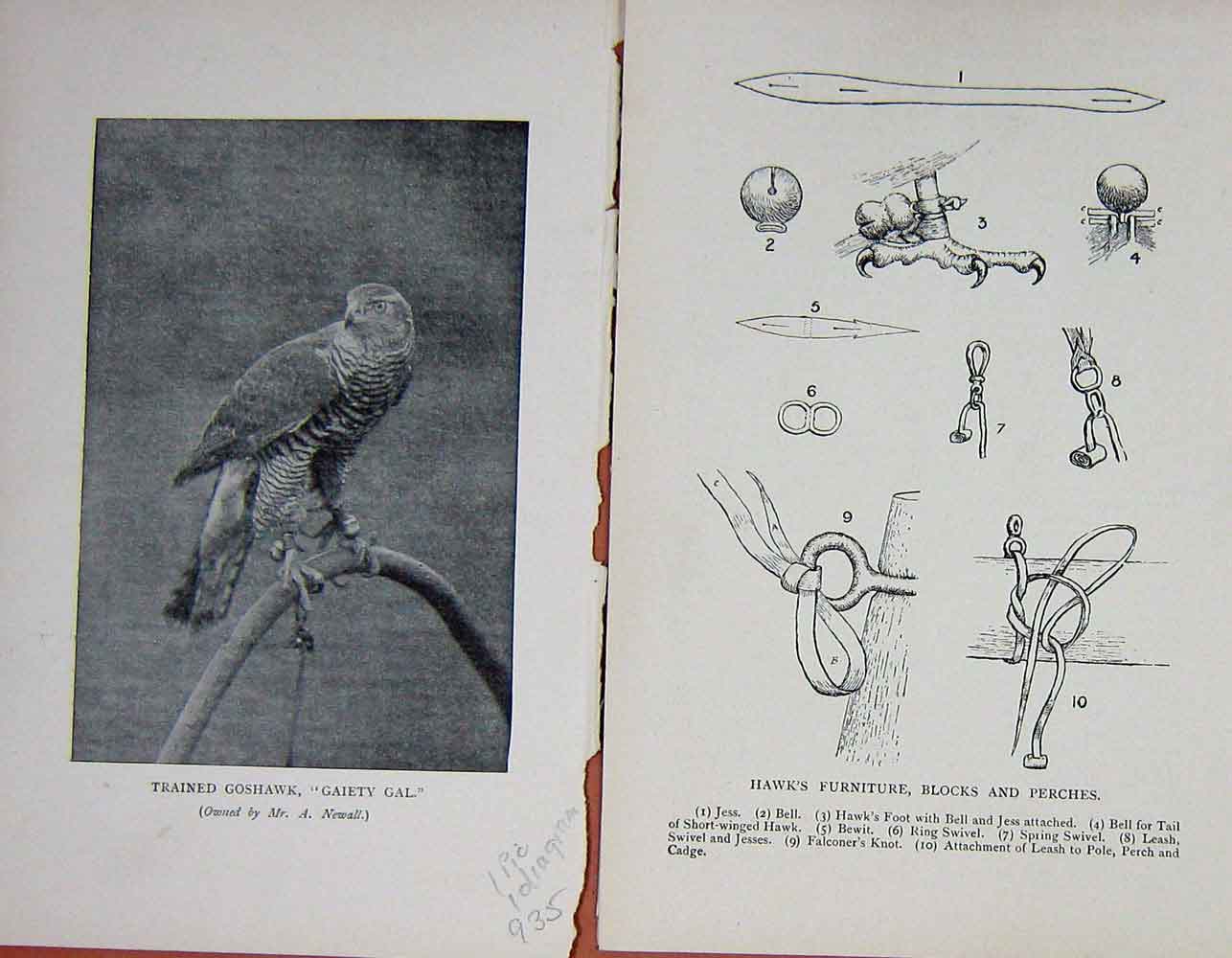 Old Antique Print 1900 Photograph Trained Goshawk Gaiety Gal Bird Nature 20th