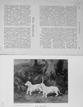 Original Old Antique Print 1900 White Dachshunds Puff Piff Lady Chesham 20th