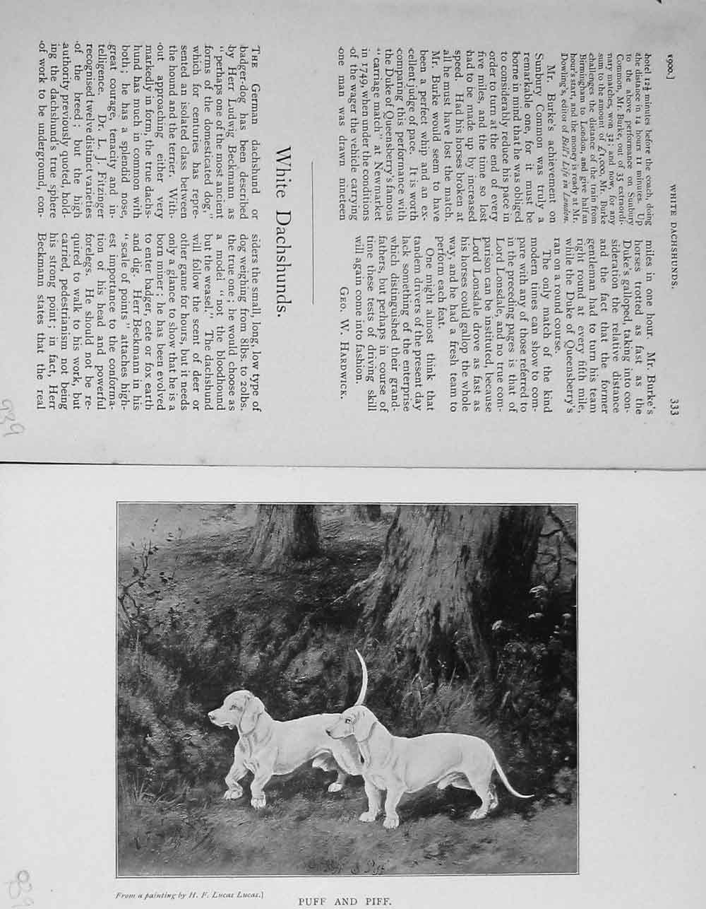 Original Old Antique Print 1900 White Dachshunds Puff Piff Lady Chesham 20th
