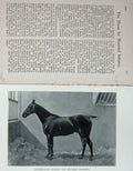 Original Old Antique Print 1900 Portrait Fifteen-Hand Hunter Horse Army 20th