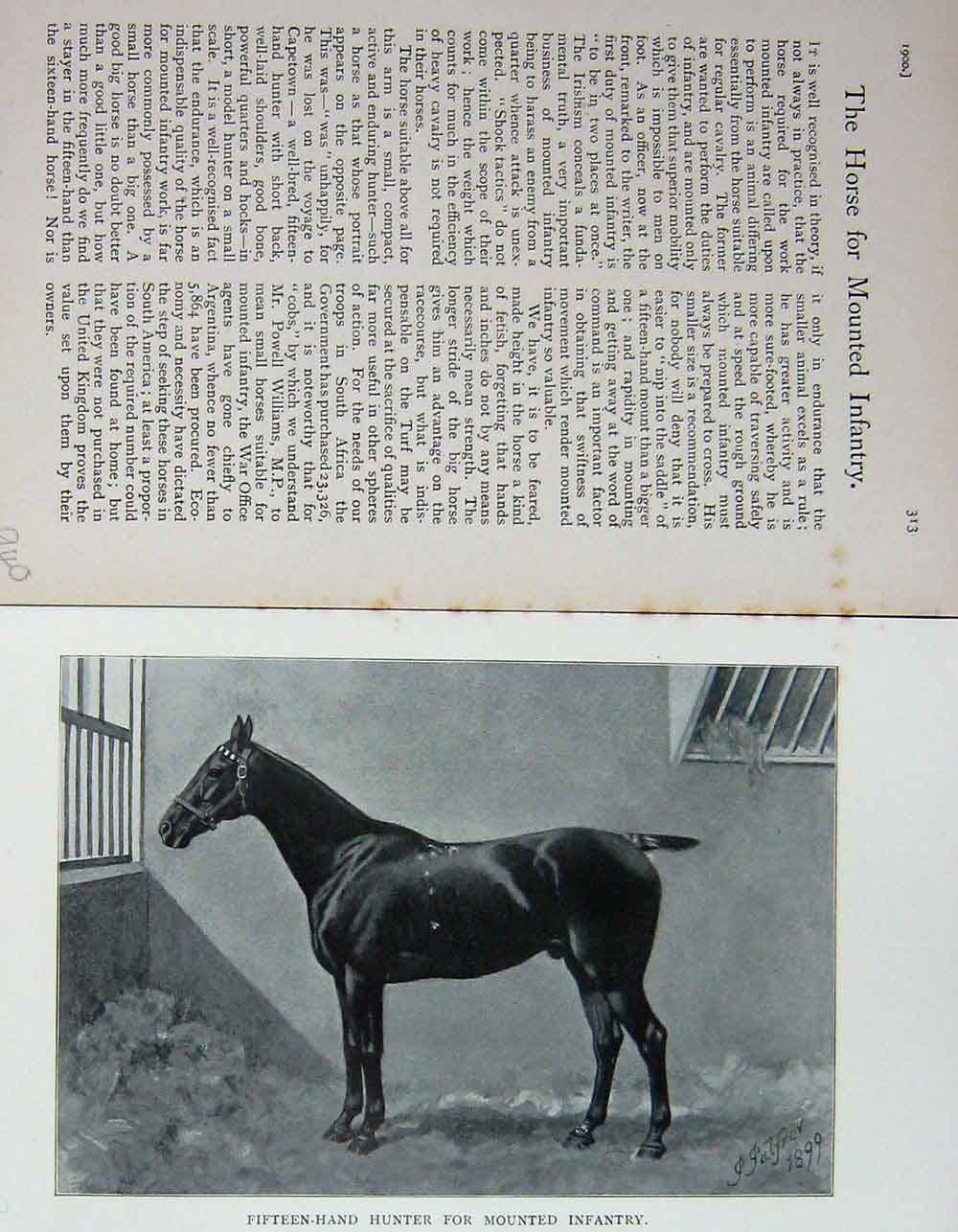 Original Old Antique Print 1900 Portrait Fifteen-Hand Hunter Horse Army 20th