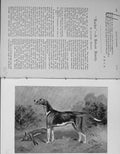 Original Old Antique Print 1900 Racket Belvoir Hound Dog Fox Hunting Victorian