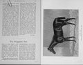 Original Old Antique Print 1900 Portrait Flying Fox Horse Kingsclere Victorian