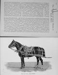 Original Old Antique Print 1900 R.H.A Team Horse Sports Baily'S 20th