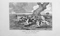 Original Old Antique Print 1901 Hunting Hounds Dogs Baily'S Sport Victorian