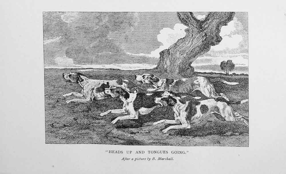 Original Old Antique Print 1901 Hunting Hounds Dogs Baily'S Sport Victorian
