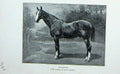 Original Old Antique Print 1901 Portrait Gradient Horse Lord Lonsdale Victorian