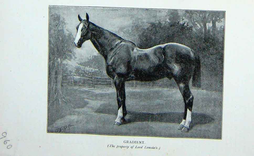 Original Old Antique Print 1901 Portrait Gradient Horse Lord Lonsdale Victorian