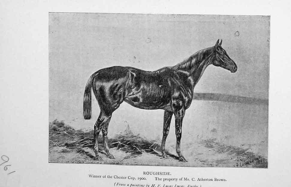 Original Old Antique Print 1901 Portrait Roughside Horse Chester Brown 20th