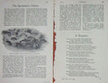 Original Old Antique Print 1901 Mallard Ducks Feeding Mud Birds 20th