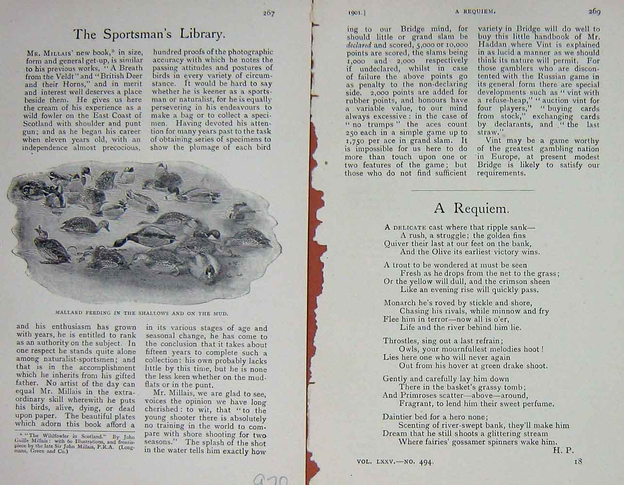 Original Old Antique Print 1901 Mallard Ducks Feeding Mud Birds 20th