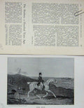 Original Old Antique Print 1902 Portrait Roan Billy Norfolk Hackney Horse 20th
