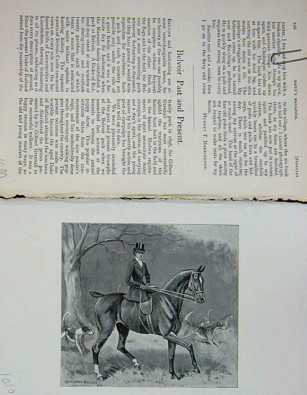 Original Old Antique Print 1902 Portrait Belvoir Horse Lady Hunting Dogs 20th