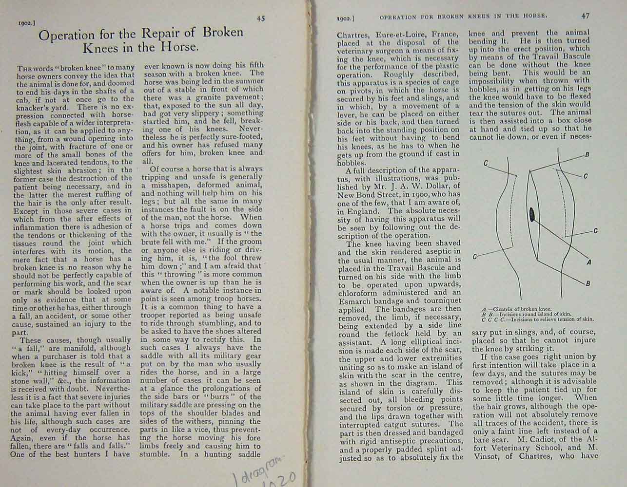 Original Old Antique Print 1902 Diagram Operation Repair Broken Knees Horse