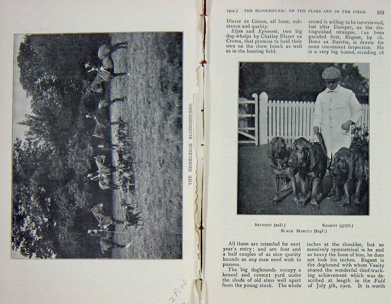 Original Old Antique Print 1902 Home Homeleigh Bloodhounds Horses Dogs Hunting