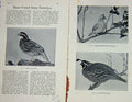Old Antique Print 1902 Partridges Birds Texan America Hunting Photograph 20th