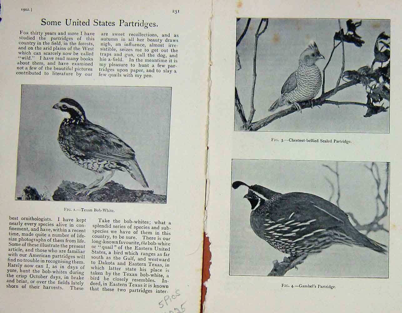 Old Antique Print 1902 Partridges Birds Texan America Hunting Photograph 20th