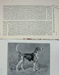 Original Old Antique Print 1902 Portrait Atherstone Challenger Dog Hound 20th