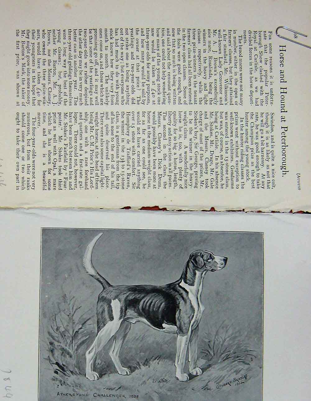 Original Old Antique Print 1902 Portrait Atherstone Challenger Dog Hound 20th