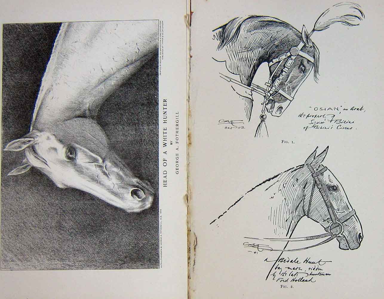 Original Old Antique Print 1903 Horses Heads Hunter Drawings Baily'S Magazine