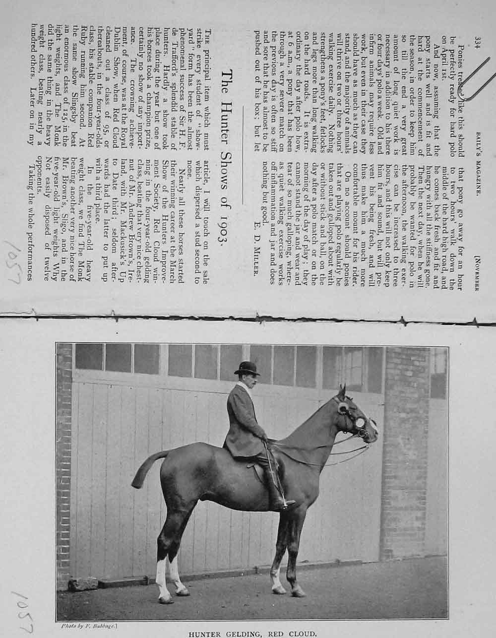 Original Old Antique Print 1903 Portrait Hunter Gelding Red Cloud Horse 20th