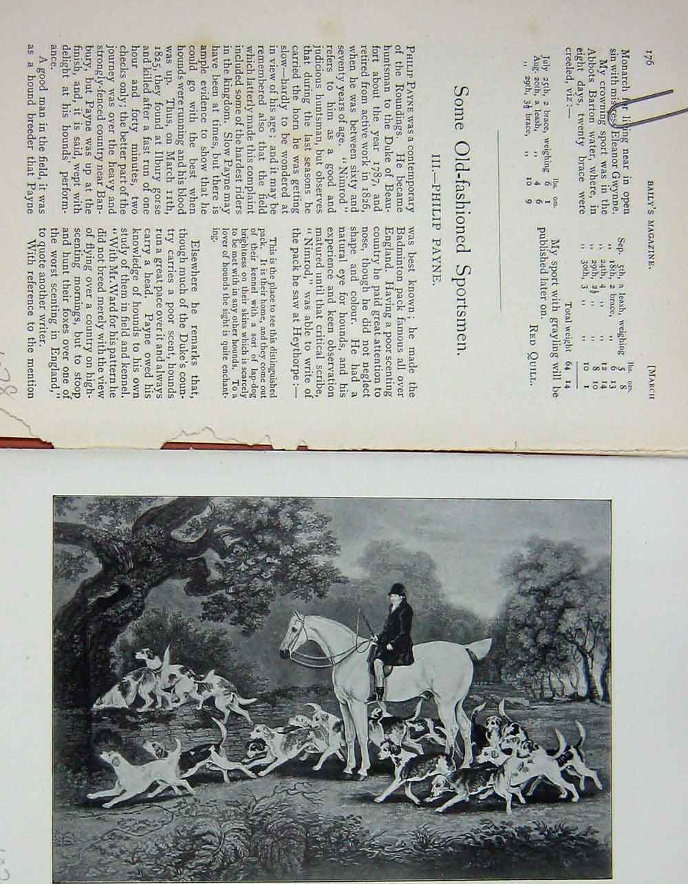 Original Old Antique Print 1903 Portrait Philip Payne Huntsman Sport Dogs 20th