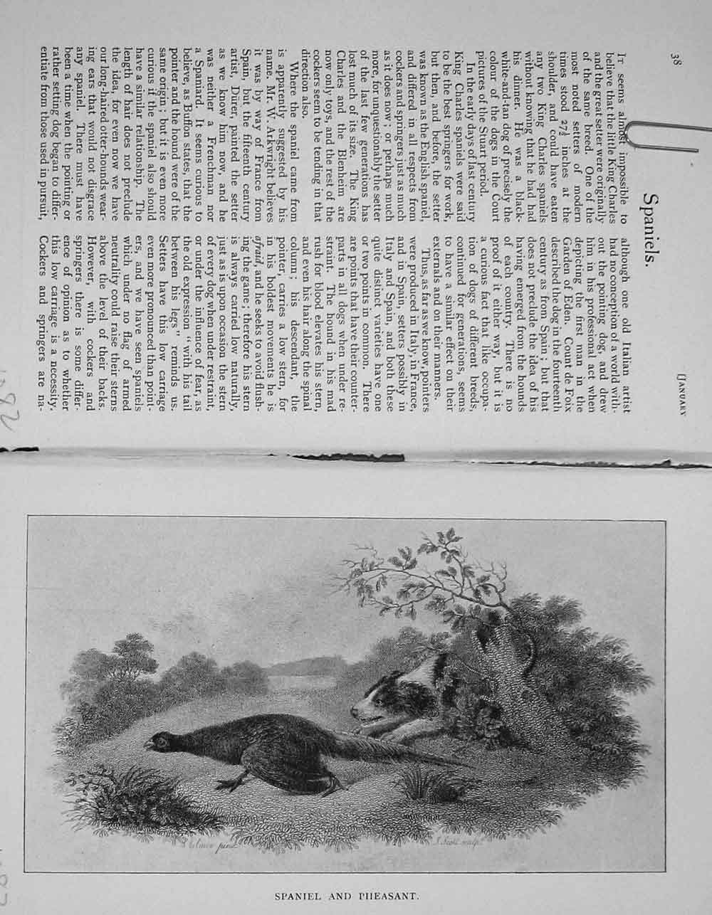 Old Antique Print 1903 Hunting Country Spaniel Dog Pheasant Bird Baily'S 20th