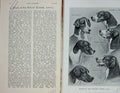 Old Antique Print 1903 Dogs Hounds Belvoir Kennel Hunting Sport Dexter 20th