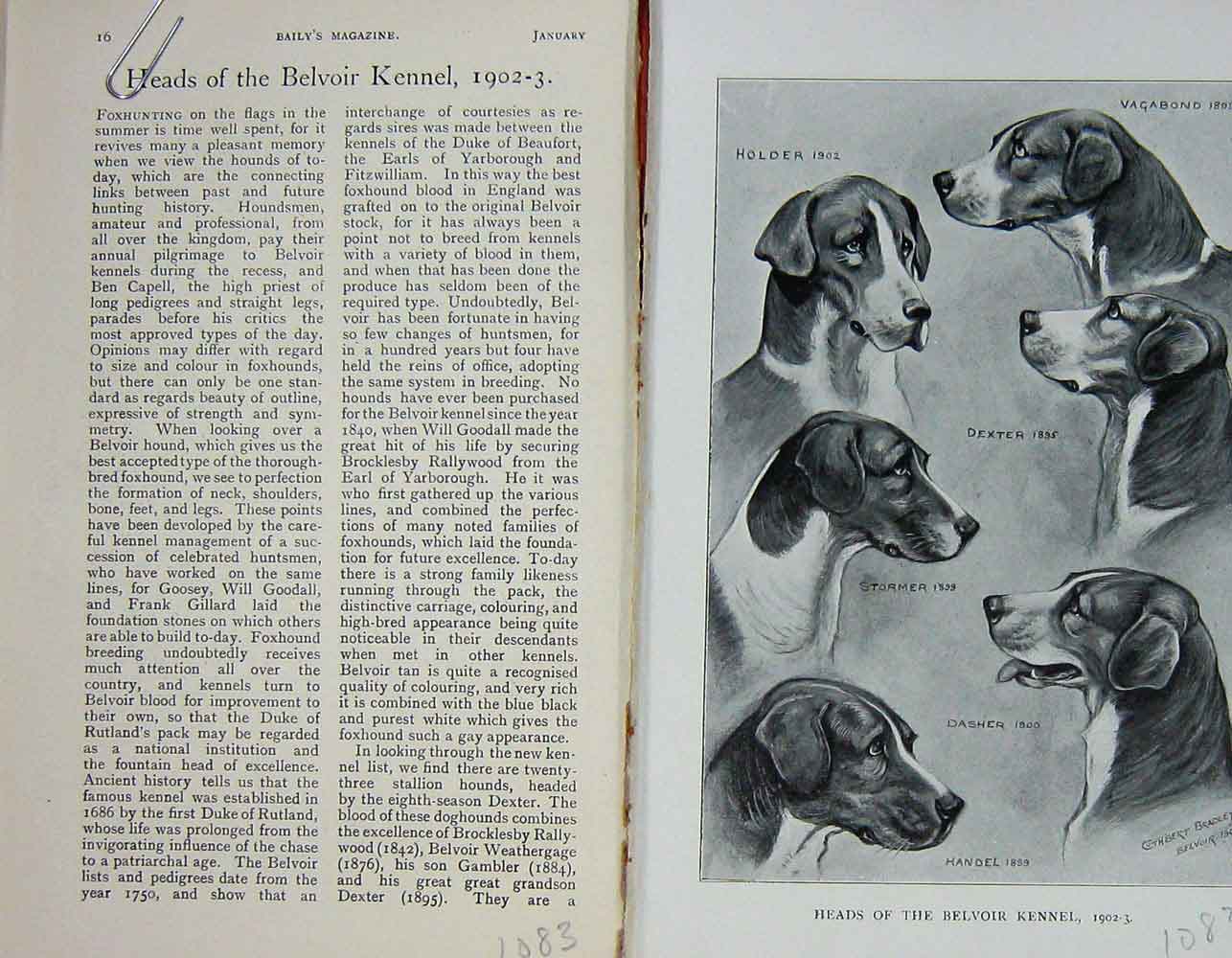 Old Antique Print 1903 Dogs Hounds Belvoir Kennel Hunting Sport Dexter 20th