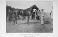 Original Old Antique Print 1901 Photograph Horse Volodyovski Florizel La Reine