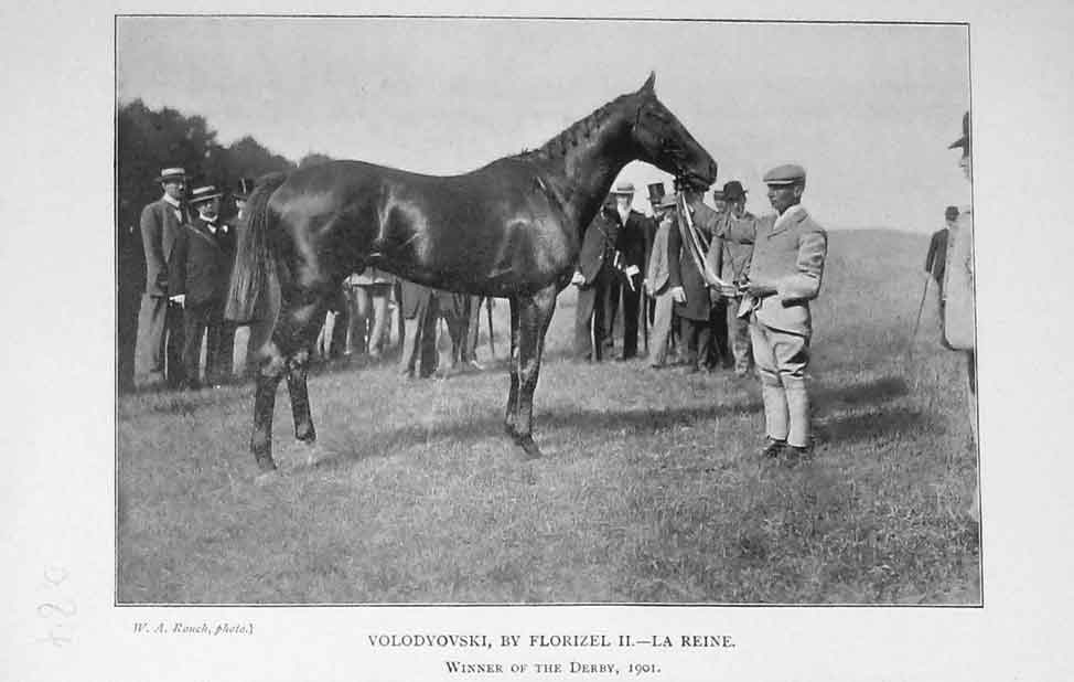 Original Old Antique Print 1901 Photograph Horse Volodyovski Florizel La Reine
