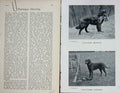 Original Old Antique Print 1901 Dogs Flat Coated Retriever Curly-Coated Hunting
