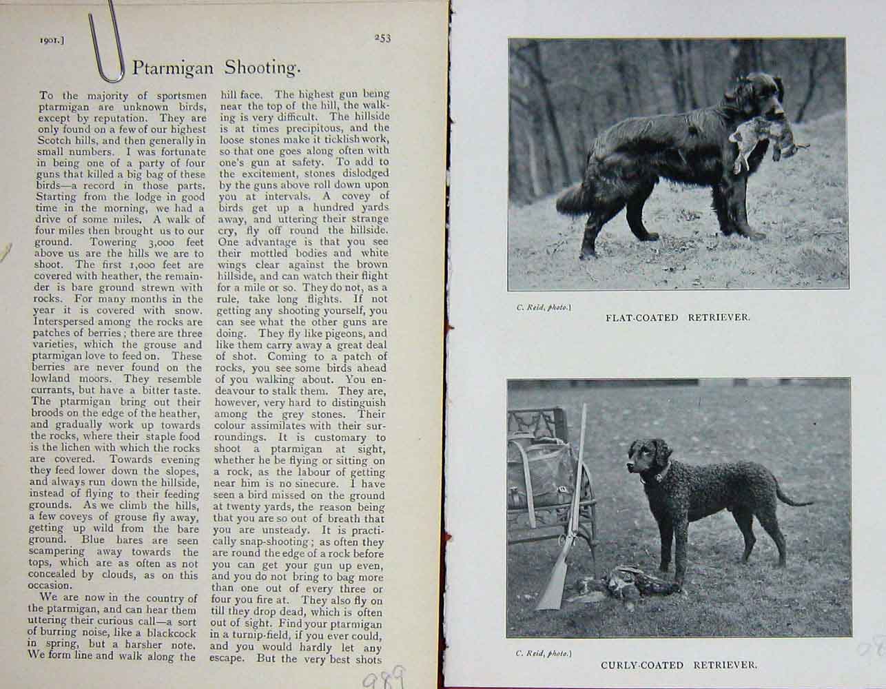 Original Old Antique Print 1901 Dogs Flat Coated Retriever Curly-Coated Hunting